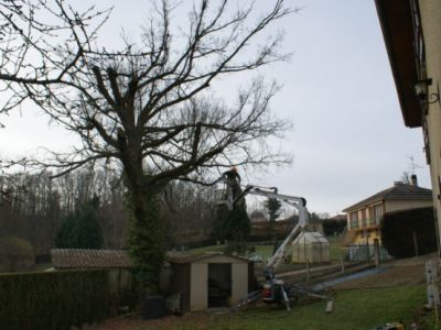Abattage d’arbres avec nacelle sur chenille