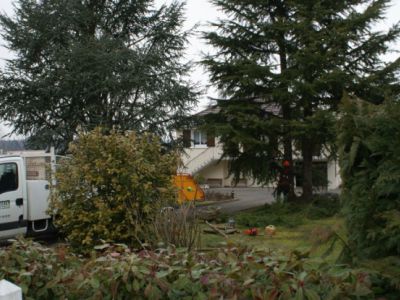 Abattage d’arbre et broyage des branches