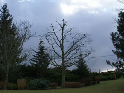 Taille d’arbres