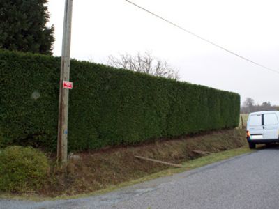 Taille de haies
