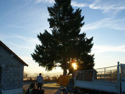 Abattage arbre