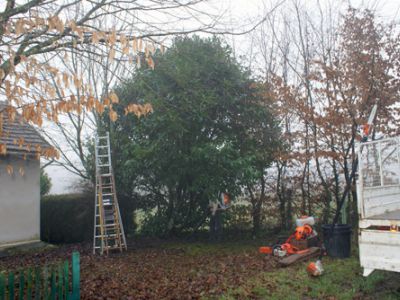 Abattage arbuste et d’arbres
